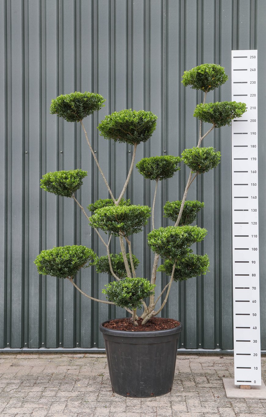 Ilex crenata 'Green Hedge' - 200-225 CM Multiplateau EXTRA in Cont.